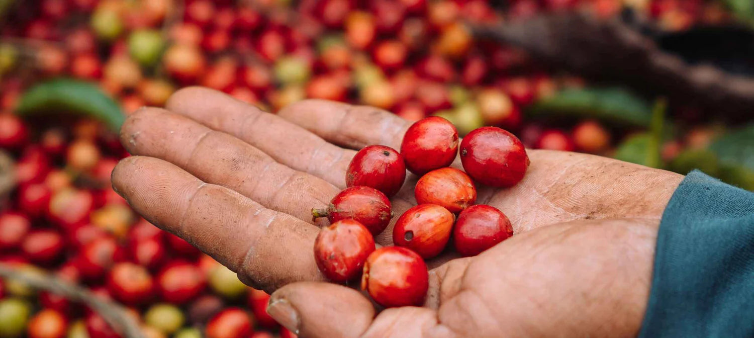 Hand holding red coffee berries with a background of more coffee beans